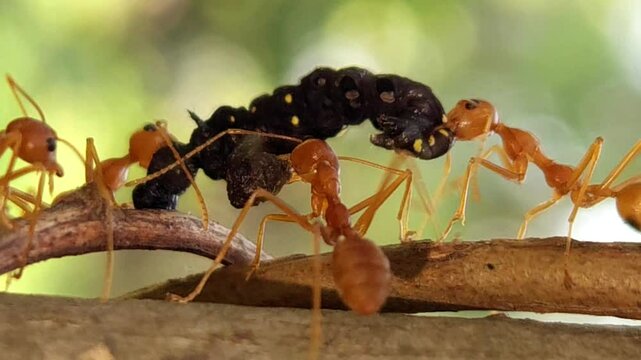 HD macro footage, vibrant red ants are captured in slow motion as they walk, swarm, and communicate with detailed antennae and mandibles, their teamwork highlighted against blurred green background