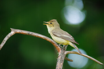 An adult male Icterine Warbler (Hippolais icterina) perches on a branch, singing perpendicular to the camera lens against a green background on a cloudy summer day.