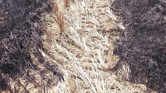 Stubble Burning in India( Parali burning), also known as stubble or straw burning, is the practice of setting fire to crop residue left after harvesting, primarily in agricultural regions of India. Th