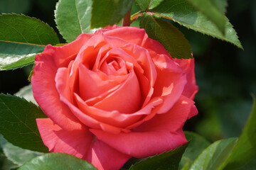a luxurious rose