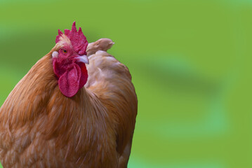 Confident Rooster with Green Background.  A striking close-up of a proud rooster with rich...