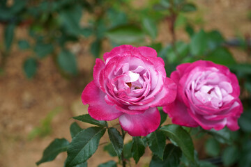 The impact of pink roses