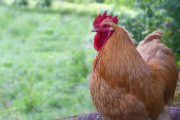 Healthy Farm Rooster Portrait. A light brownish-orange rooster.  It is positioned slightly to the...
