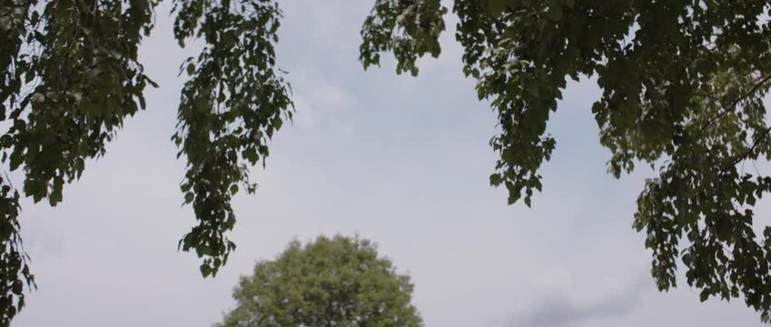 Tree branches on a summer day