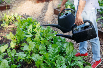 Man watering leafy vegetables in raised garden bed, eco gardening at home, organic sustainable lifestyle, backyard farming concept in summer. Copyspace Home gardening, eco-friendly lifestyle. 