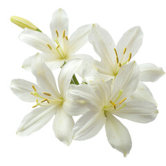 Fototapeta premium Stunning closeup of delicate white flowers isolated on a pristine Transparent background with intricate details, Closeup image white flowers isolated on PNG background