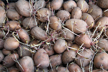 Sprouted seed potatoes with sprouts