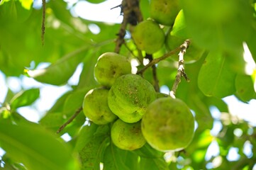 black sapote fruits on a tree in Costa Rica
