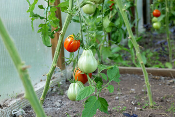 Tomatoes ripening on the vine in a greenhouse. Organic farming and home gardening provide a fresh, pesticide-free harvest, promoting a healthy lifestyle