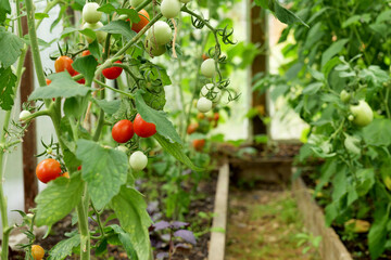 Tomatoes ripening on the vine in a greenhouse. Organic farming and home gardening provide a fresh, pesticide-free harvest, promoting a healthy lifestyle