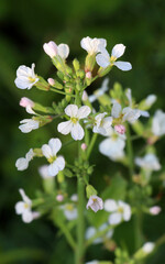 Radishes bloom in nature