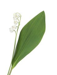 Beautiful fragrant lily-of-the-valley flowers isolated on white