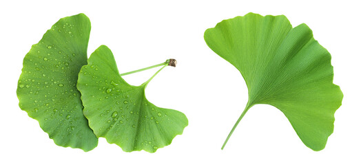 Green ginkgo biloba leaves with water drop isolated on white background. Top view. Flat lay