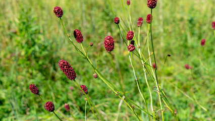 Sanguisorba officinalis or great burnet is herbaceous perennial plant in family Rosaceae, subfamily Rosoideae. Field or meadow medicinal plants