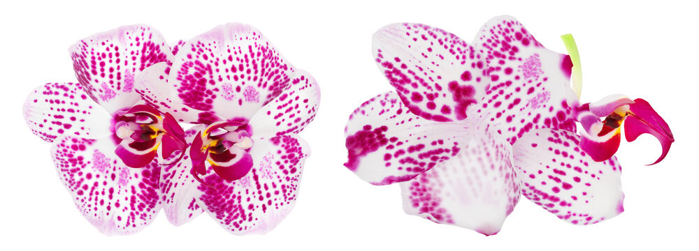 pink phalaenopsis orchid flower isolated on white background