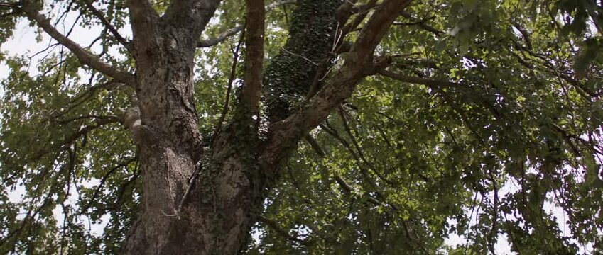Tree branches during a hot summer day