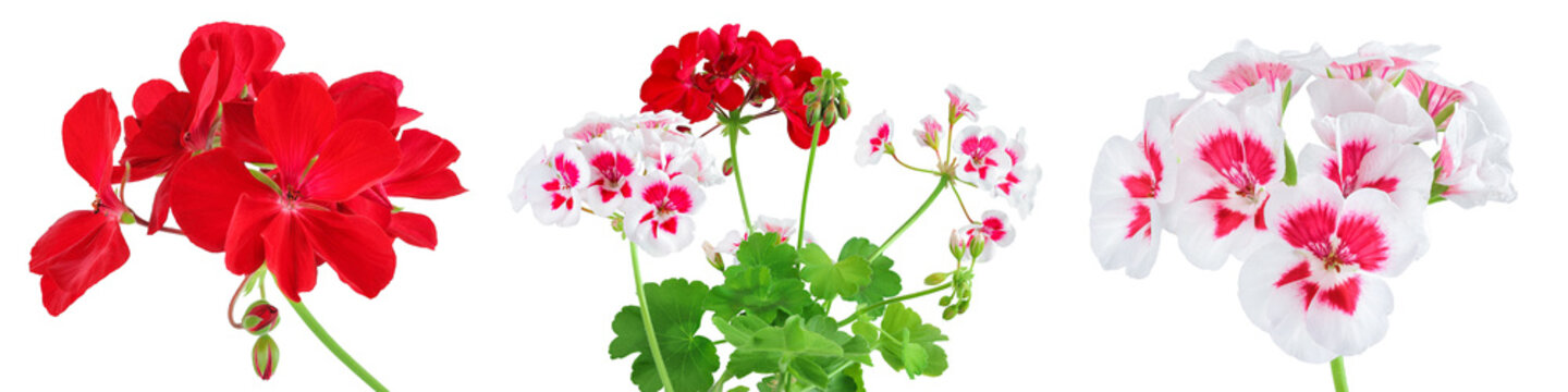 Red flowers of geranium isolated on white background.