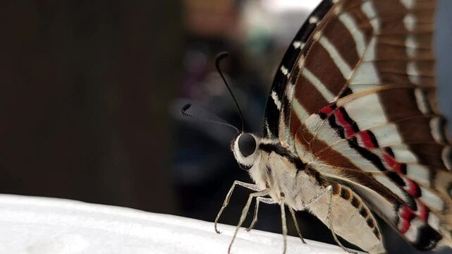 Beautiful Indian spot swordtail Butterfly, Shot In India