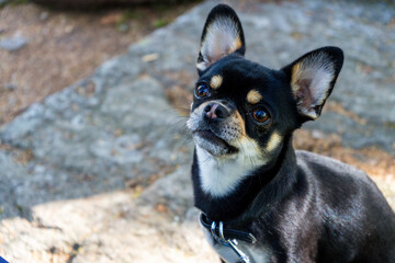 Portrait of Diego the Chihhuahua on a Hiking Tour in the bavrian Forests Germany