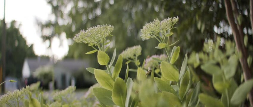 Flowers bloom in a serene garden