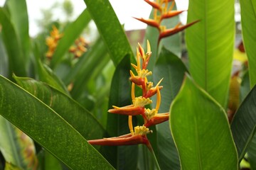 Beautiful parrot's beak flower growing in garden, closeup