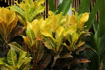 Fire croton with beautiful leaves growing outdoors, closeup © New Africa