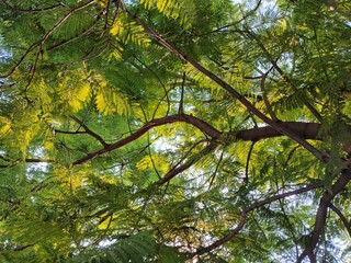 green leaves in the sun