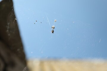 Spider spinning its cobweb under blue sky, low angle view
