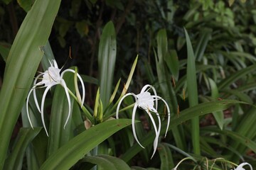 Hymenocallis shrub with beautiful flowers growing outdoors, closeup
