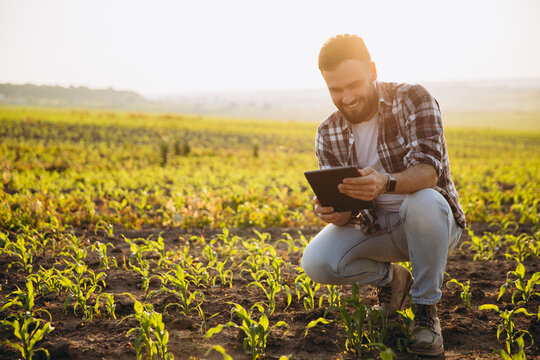 Agronomist using tablet and inspecting corn crops at sunset