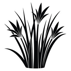 Bold Silhouette of Ornamental Grass Clump with Elongated Leaves and Stems