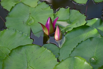 beautiful fuchsia pink water lilies closed their petals for the night	