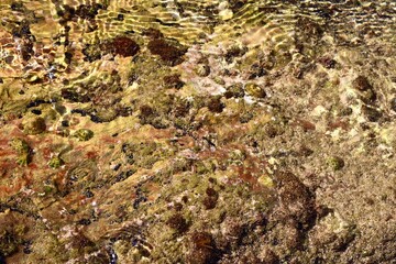 Sunlight illuminates the shallow seabed covered with green, red, and brown algae. The crystal-clear water reveals intricate marine textures and shimmering light reflections.
