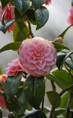 Pink Camellia Flower Bloom Botanical Garden Nature Petal Floral Beauty Fresh Macro Outdoor Leaf...