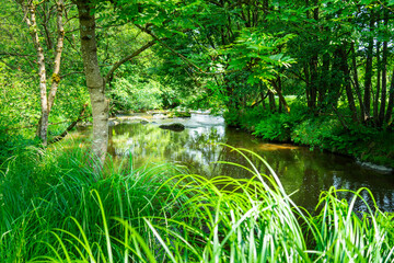 Hiking along the Mitternacher Ohe Stream in the bavarian Forests in Germany
