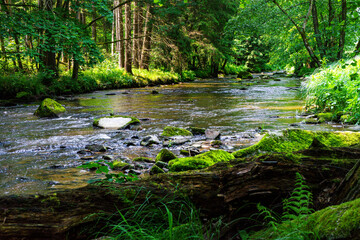 Obraz premium Hiking along the Mitternacher Ohe Stream in the bavarian Forests in Germany