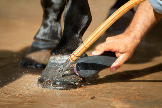vertical photo of the horse hoof washing process. The topic of animal husbandry, care and veterinary medicine	