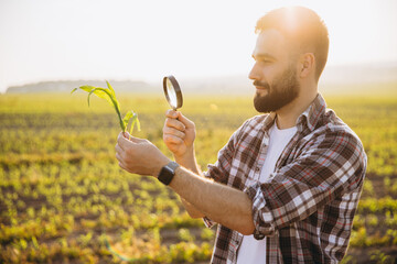 Agronomist Examining Corn Crop with Magnifying Glass in Field