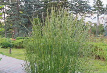 A tall grass plant with long leaves, growing in the park of an apartment complex near pine trees and bushes