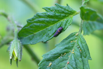 Aphids, greenflies on tomato plant leaf and ladybug larva.