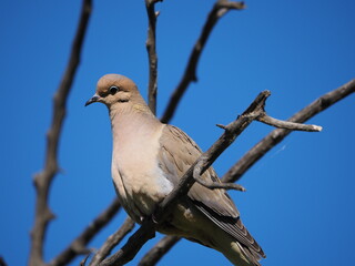 Obraz premium bird on a tree branch