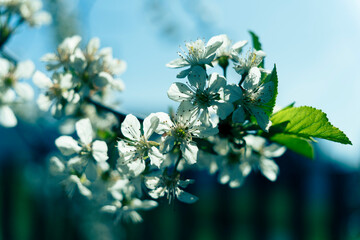 Beautés florales du printemps