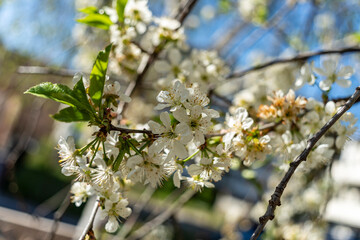 Beautés florales du printemps