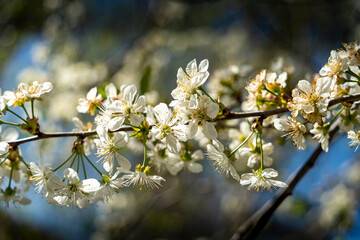 Beautés florales du printemps