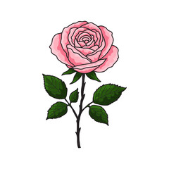single rose flower isolated background