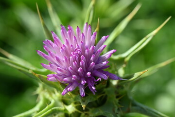 milk thistle