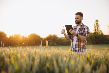 Agronomist analyzing wheat ear with tablet at sunset