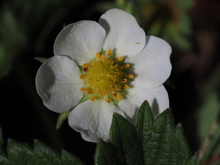 Strawberry Flower Up Close 