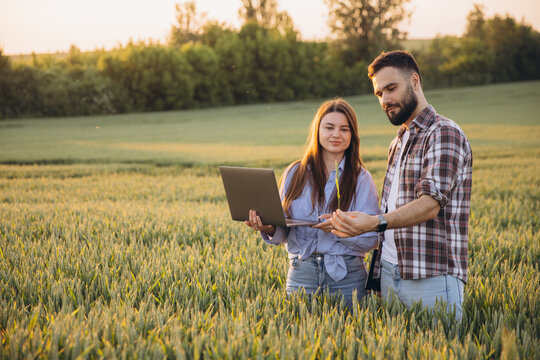 Agronomists analyzing wheat ears and using laptop in a wheat field