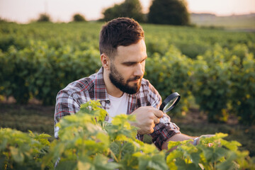 Agronomist inspecting currant plants with magnifying glass in a cultivated field